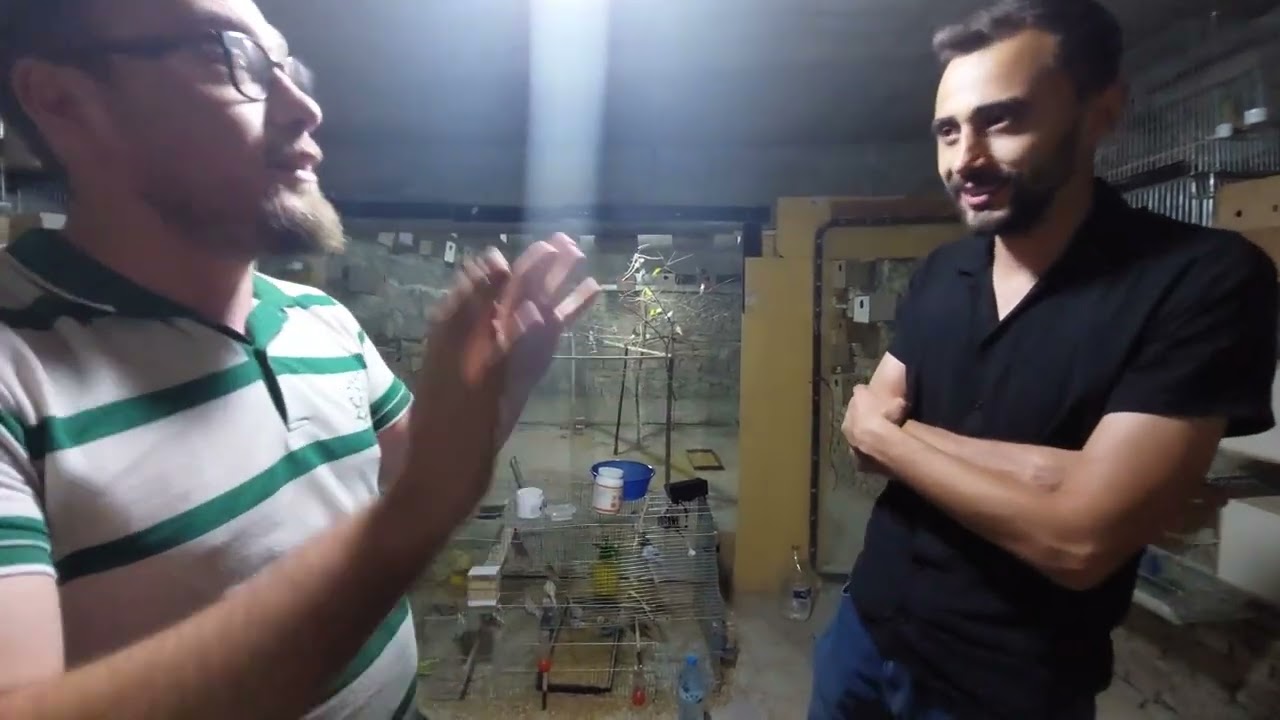 BÜYÜK SALMA  KAFES ( MUHABBET ÜRETİMHANESİ) !