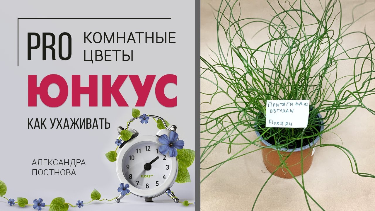 Ситник, Джункус или Юнкус - кто же этот комнатный цветок на самом деле? Растение не для всех.