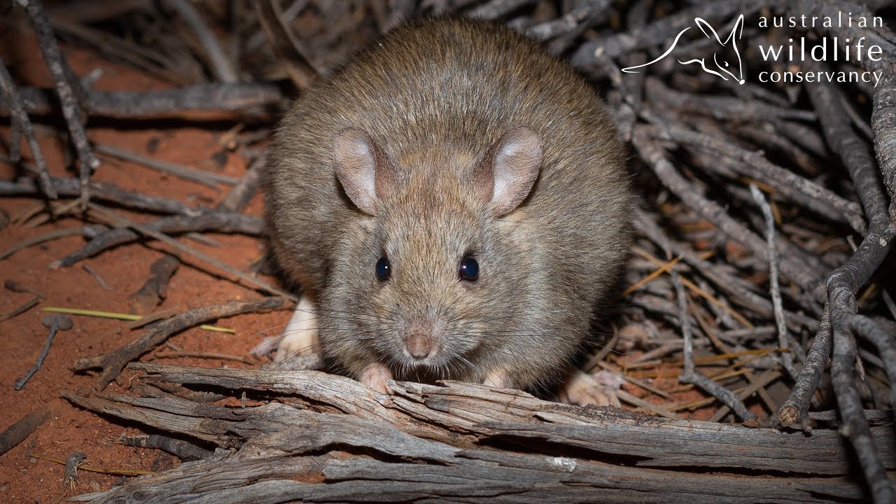 Greater Stick-nest Rats Journey Over Land & Sea | Australian Wildlife Conservancy