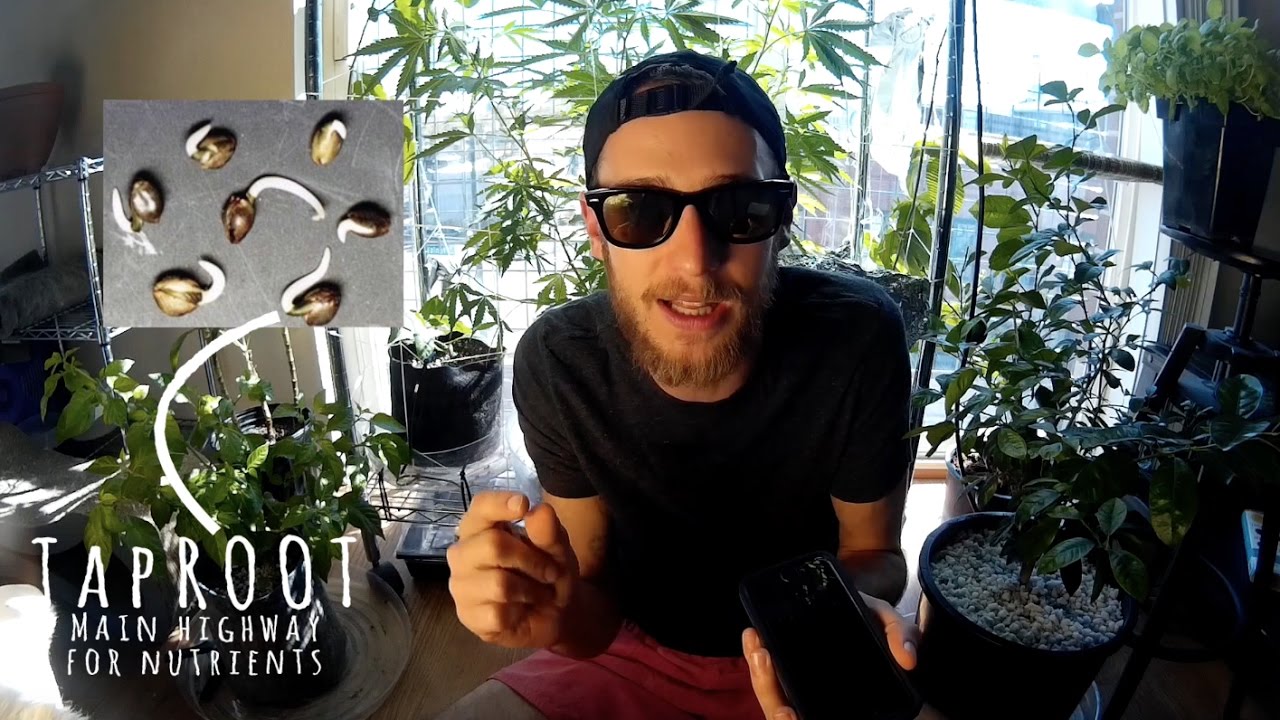 Germinating Cannabis Seeds - Episode 01 (Growing Weed to Bud from Seed)