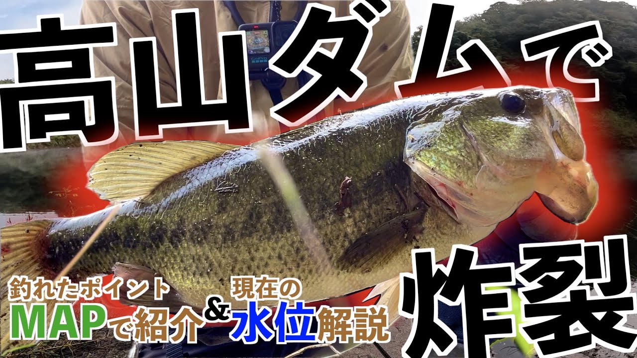 【高山ダム】秋のバス釣り！ボイルからの強烈バイト！〜釣れたポイントをMAPで紹介＆現在の水位解説〜