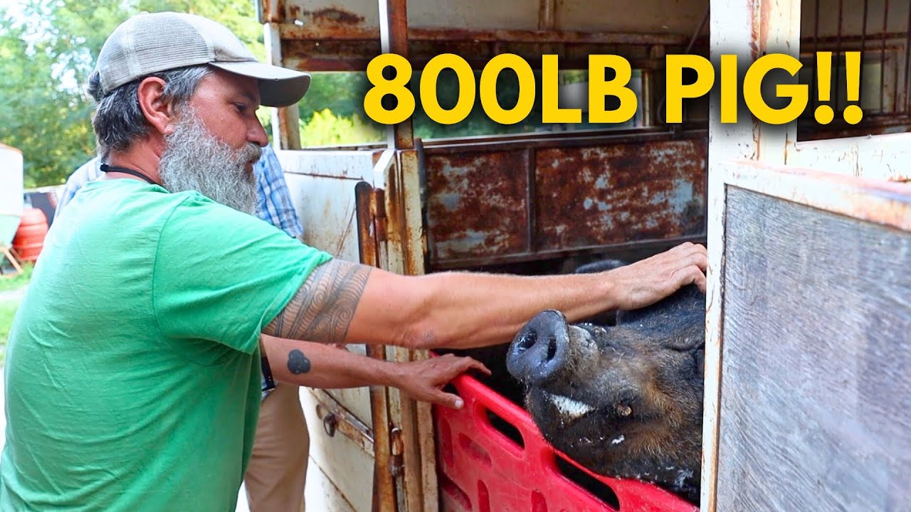 Pig Farming Adventure | Rambo The Legendary Duroc