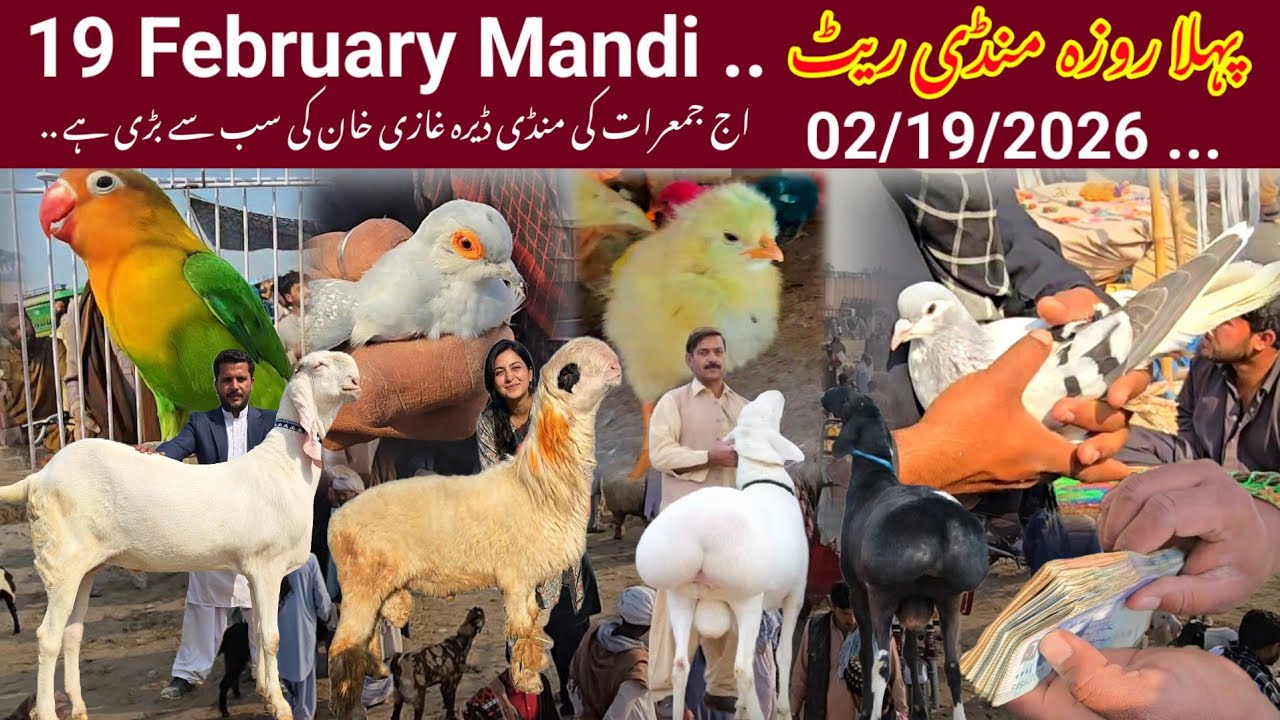 Pahla Ramzan Mandi 😱 Rate 🙏 🔥 videos 🥵 Vilag 2 Goats Free 🎁 Gift sasti Mandi