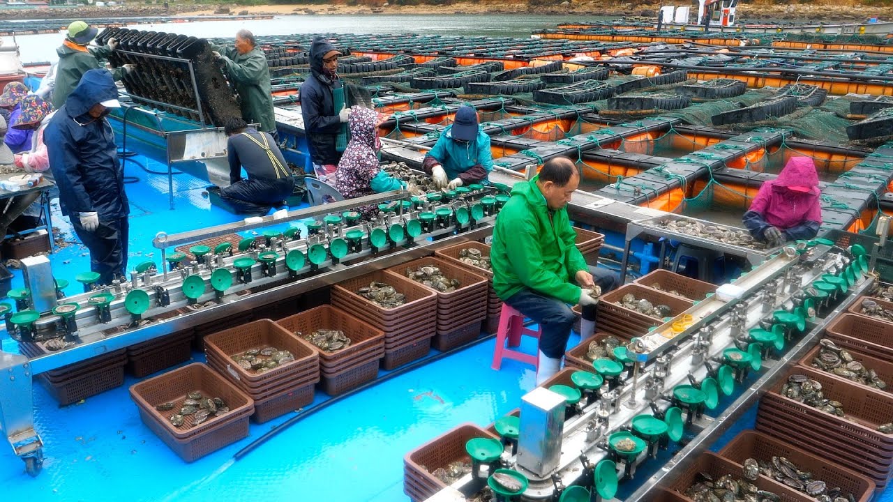 Процесс приготовления каши из риса с ушками. Удивительная корейская фабрика морепродуктов