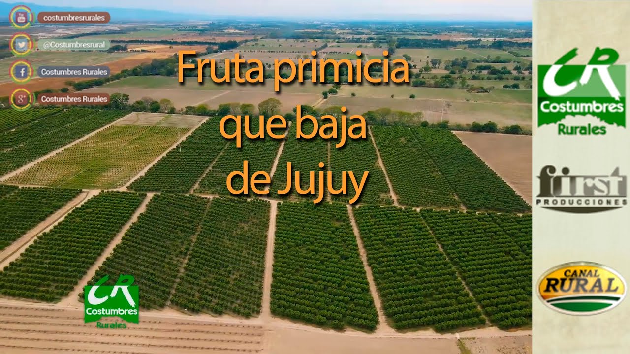 Fruta primicia que baja de Jujuy - CR#856