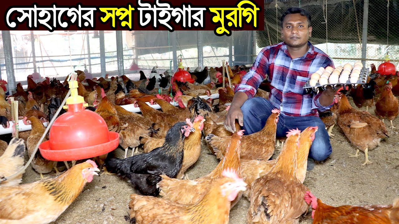 গাজীপুরের উদ্যোক্তা সোহাগ টাইগার মুরগির খামার করে মাসে লক্ষ টাকা আয়ের সপ্ন দেখছেন।Tiger morgi