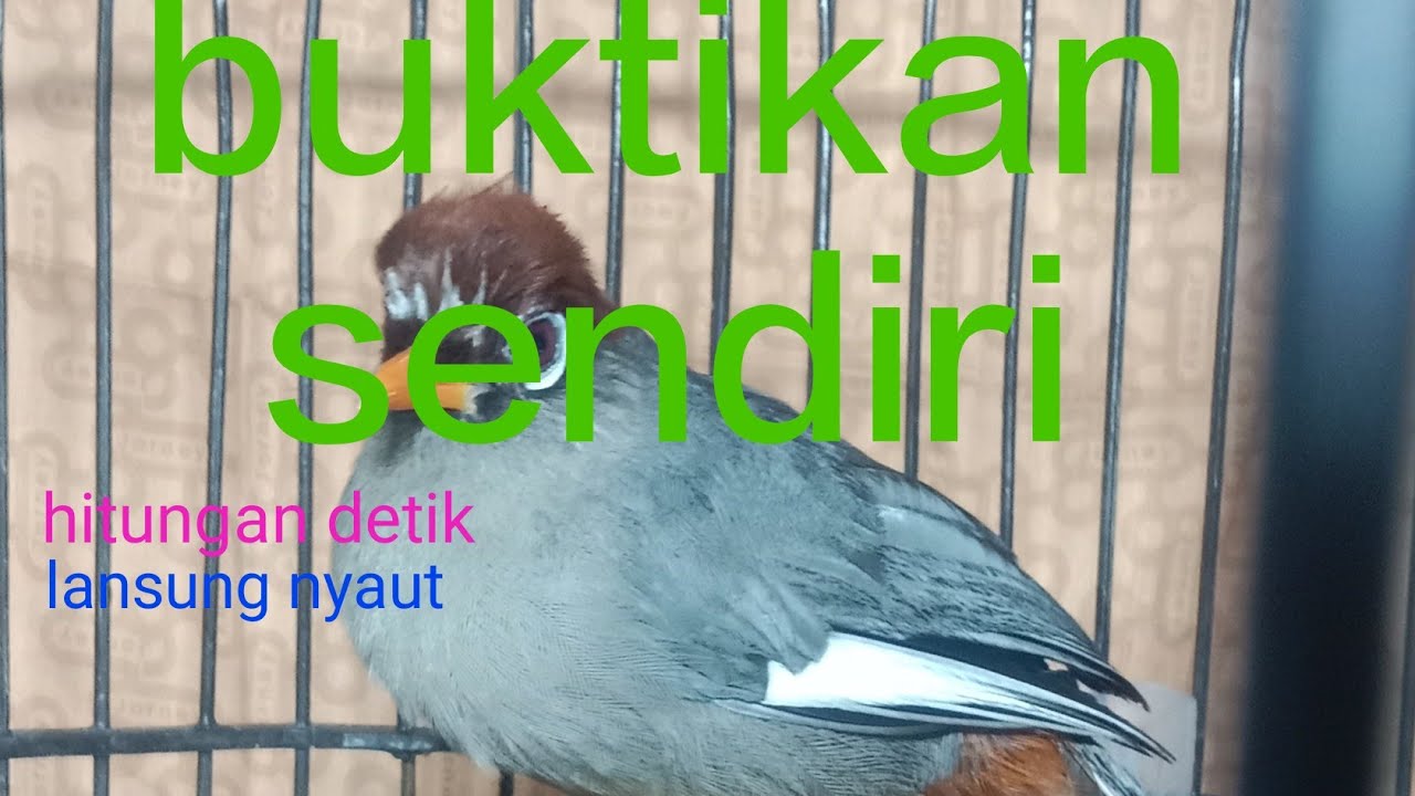 pancingan emosi poksay Mandarin