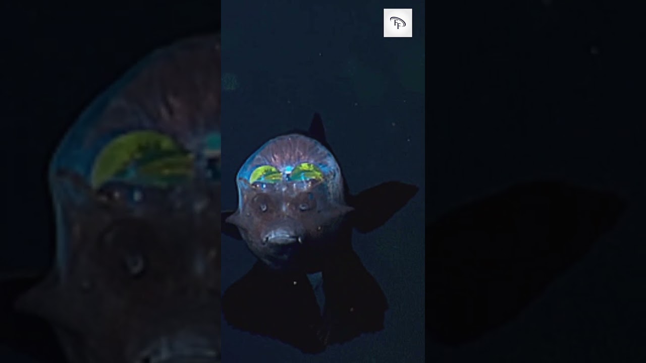 5 Fun Facts about barreleye fish #funfacts #interestingfacts #facts #shorts #