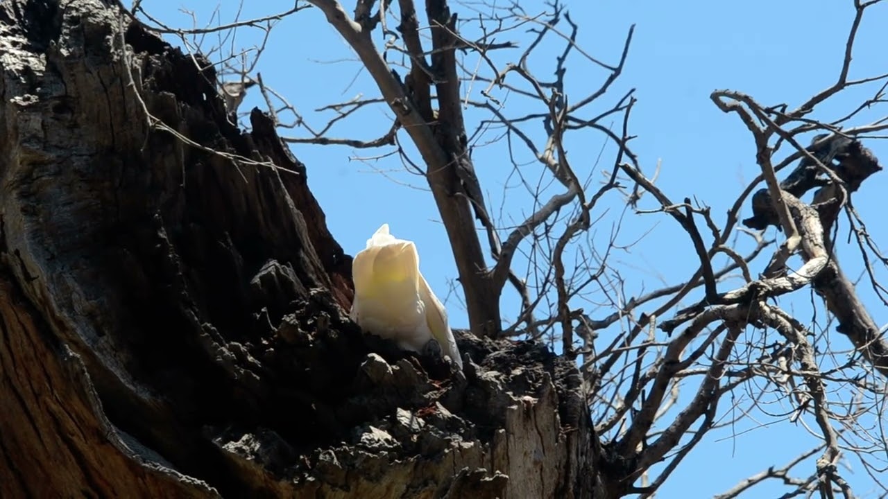 White cockatoo in the nest