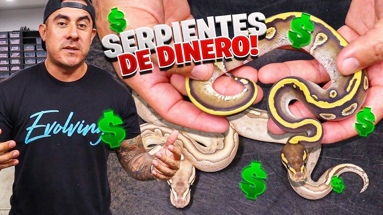 Estas Serpientes Valen Millones De Dólares!!!