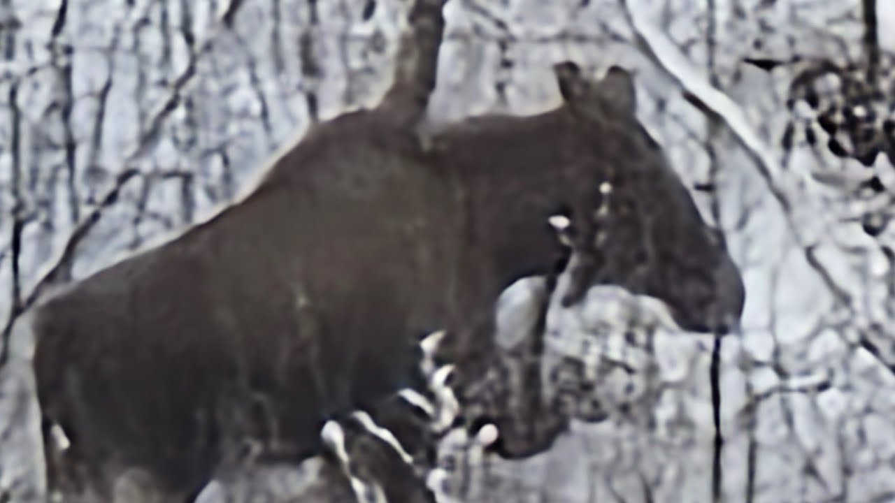 Rasool firoozi  Norway نروژ و برف