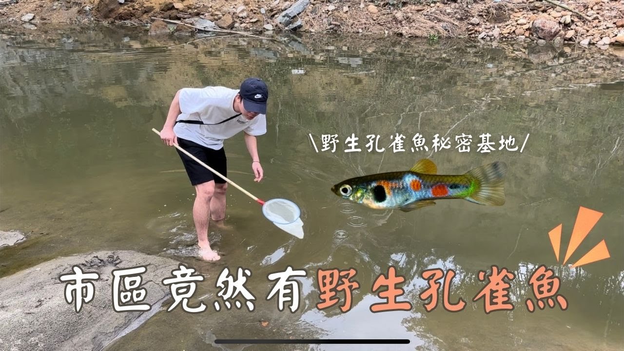 新竹市區附近抓野生孔雀魚|| 不用錢的孔雀魚隨便撈|| 野採孔雀魚 vlog  || 魚缸添加新成員 || 野生孔雀魚秘密基地|| 2023/04/29