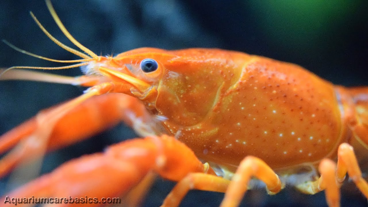 Tangerine Lobster in a Freshwater Aquarium