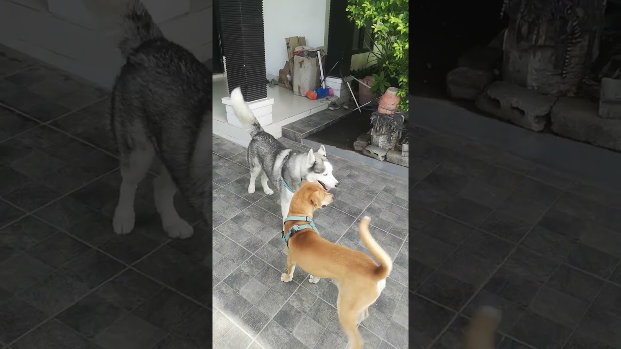 sejam kemudian dijemput mommy setelah bermain-main dengan bestie choco 😁