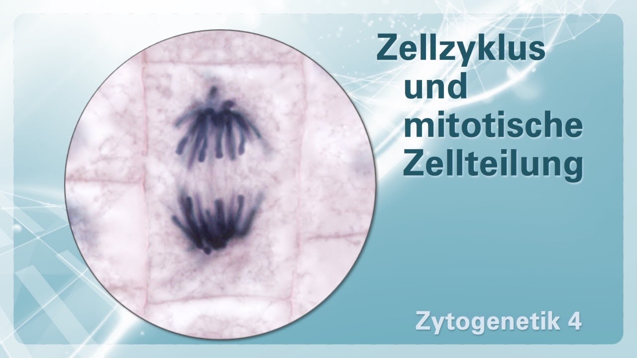 Zytogenetik 04 &ndash; Zellzyklus und mitotische Zellteilung