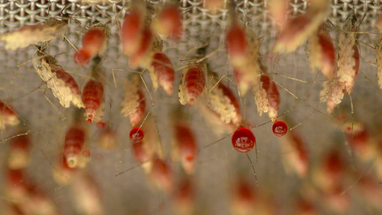 Malaria drug break through