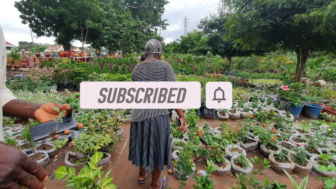 BUILDING IN GHANA || BUYING PLANTS || PART 2