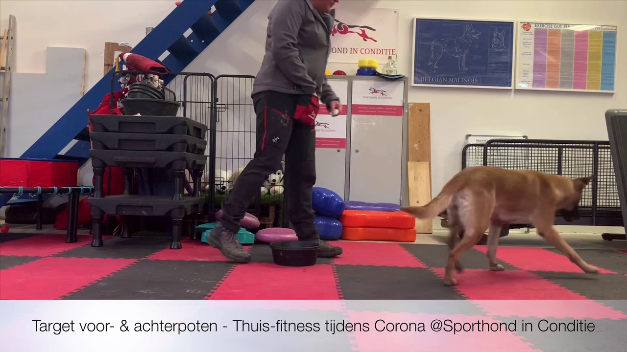 Target voor- & achterpoten - Thuis-fitness tijdens Corona @Sporthond in Conditie