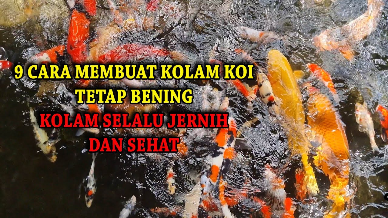 9 CARA UNTUK MEMBUAT KOLAM KOI TETAP BENING | KOLAM SELALU JERNIH DAN SEHAT