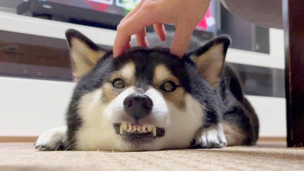 ものすご～く伏せしちゃった柴犬の理由とは？！