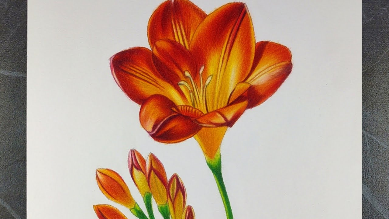 Realistic Beautiful Flower Drawing | Colour Pencil Timelapse Art