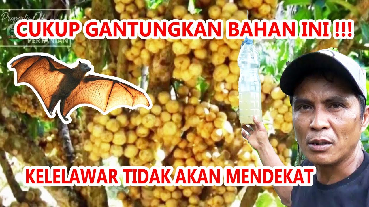 Cara Mengusir Hama Kelelawar Perusak Buah DUKU Kelengkeng Mangga Dll