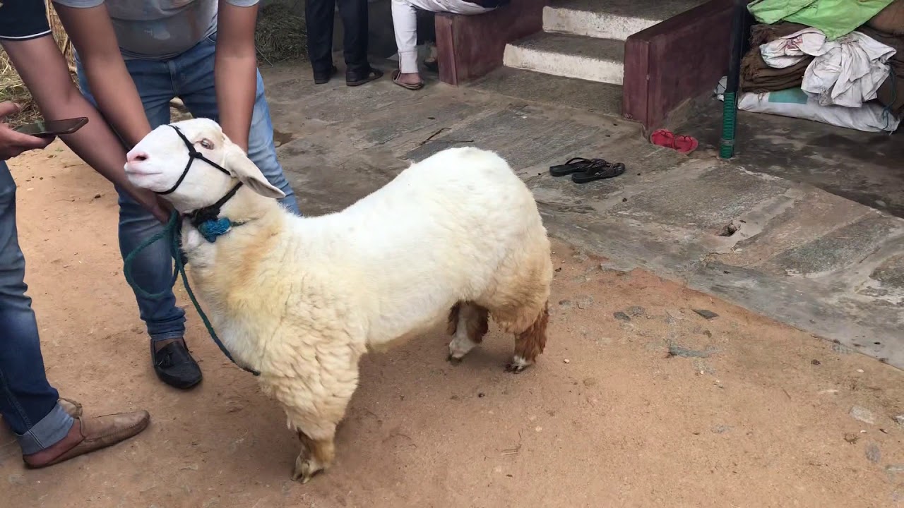 BANDUR SHEEP / BANNUR SHEEP