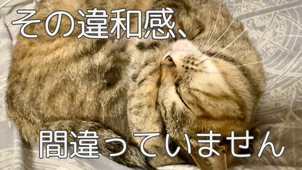 多くの飼い主が後悔しやすい、3つの思い込み ― 猫と暮らすなら知っておいてほしい話 ―