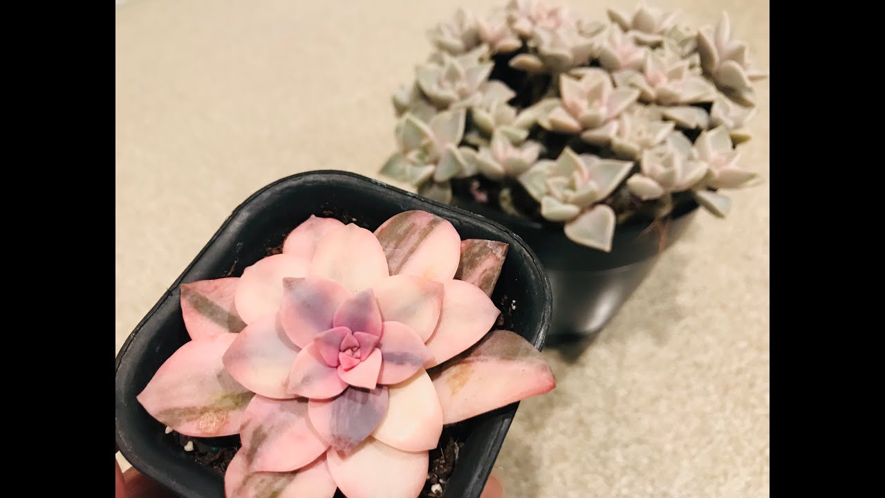 Propagating Varigated Graptopetalum Superbum and Ghost Plant