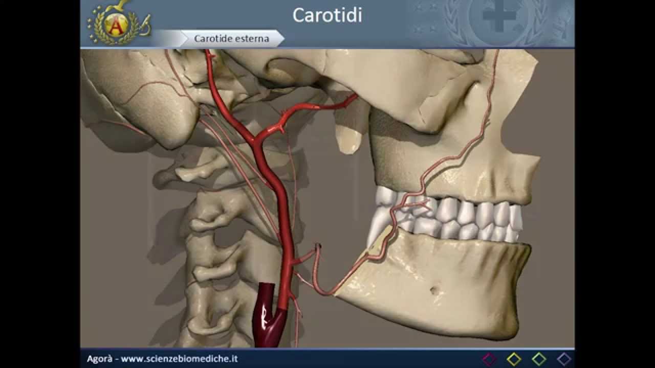 Apparato cardiocircolatorio 12: Carotidi