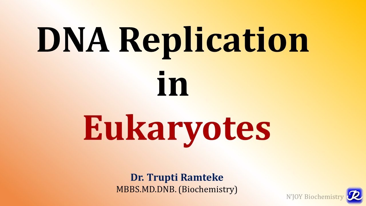 5: Репликация у эукариот | Молекулярная биология | Биохимия | N'JOY Biochemistry