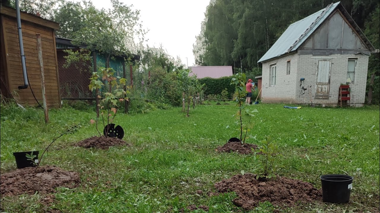 Больше деревьев