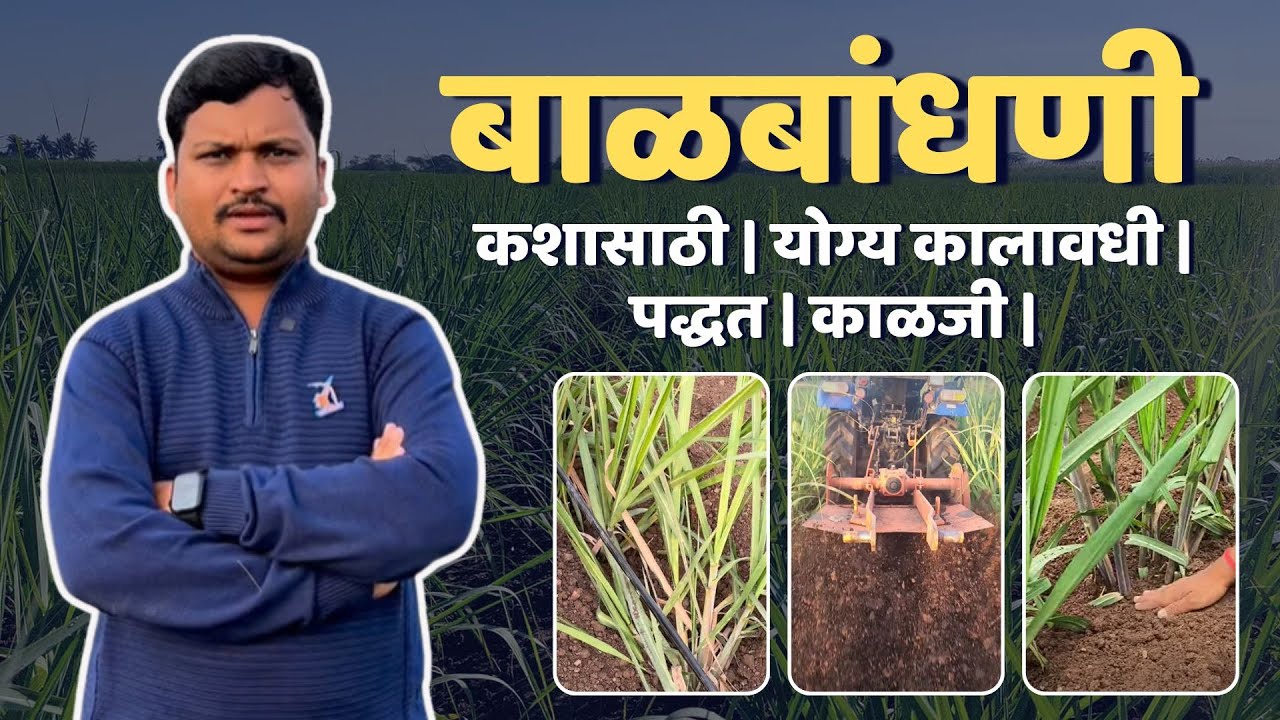 🔰 बाळबांधणी - कशासाठी | योग्य कालावधी | पद्धत | काळजी | डॉ. अंकुश चोरमुले | गन्ना मास्टर तंत्रज्ञान