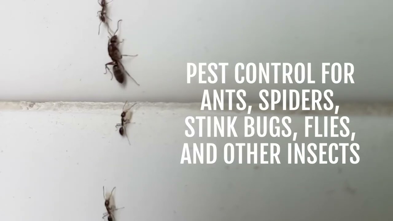 Natural Peppermint Bug Spray | Safe Indoor Pest Control for Ants, Spiders & Insects