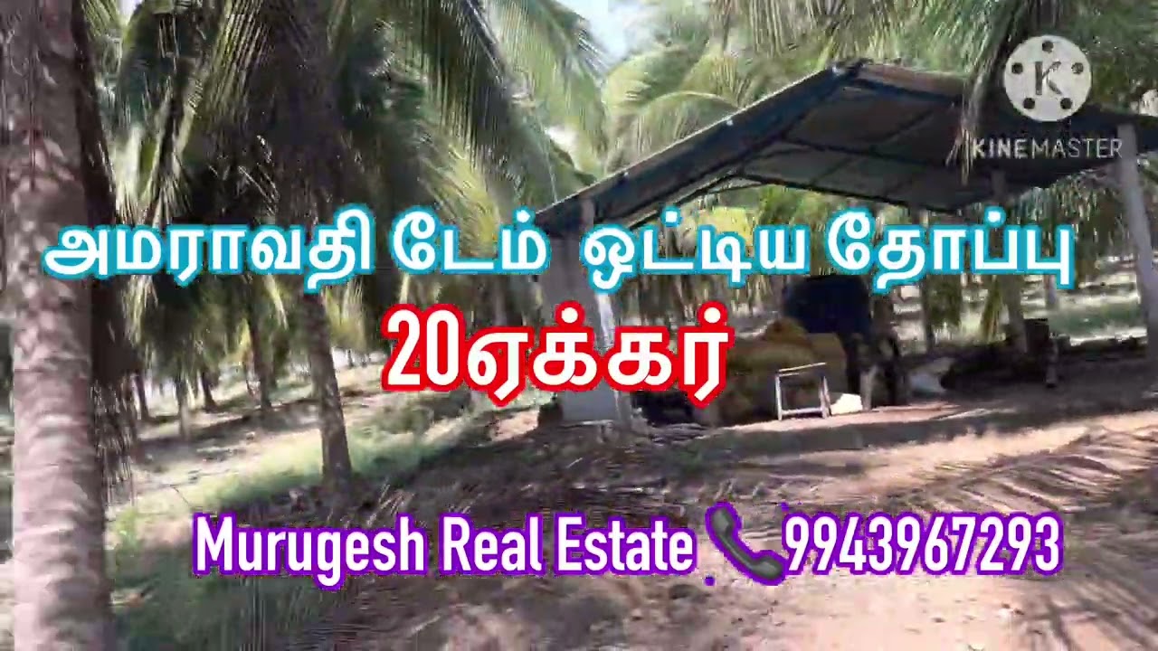 20 Acre அழகிய தென்னைதோப்பு …வாழ்க்கையில் ஒரு முறையாவது பார்க்கவேண்டிய தோப்பு | அமராவதி டேம் ஒட்டி |