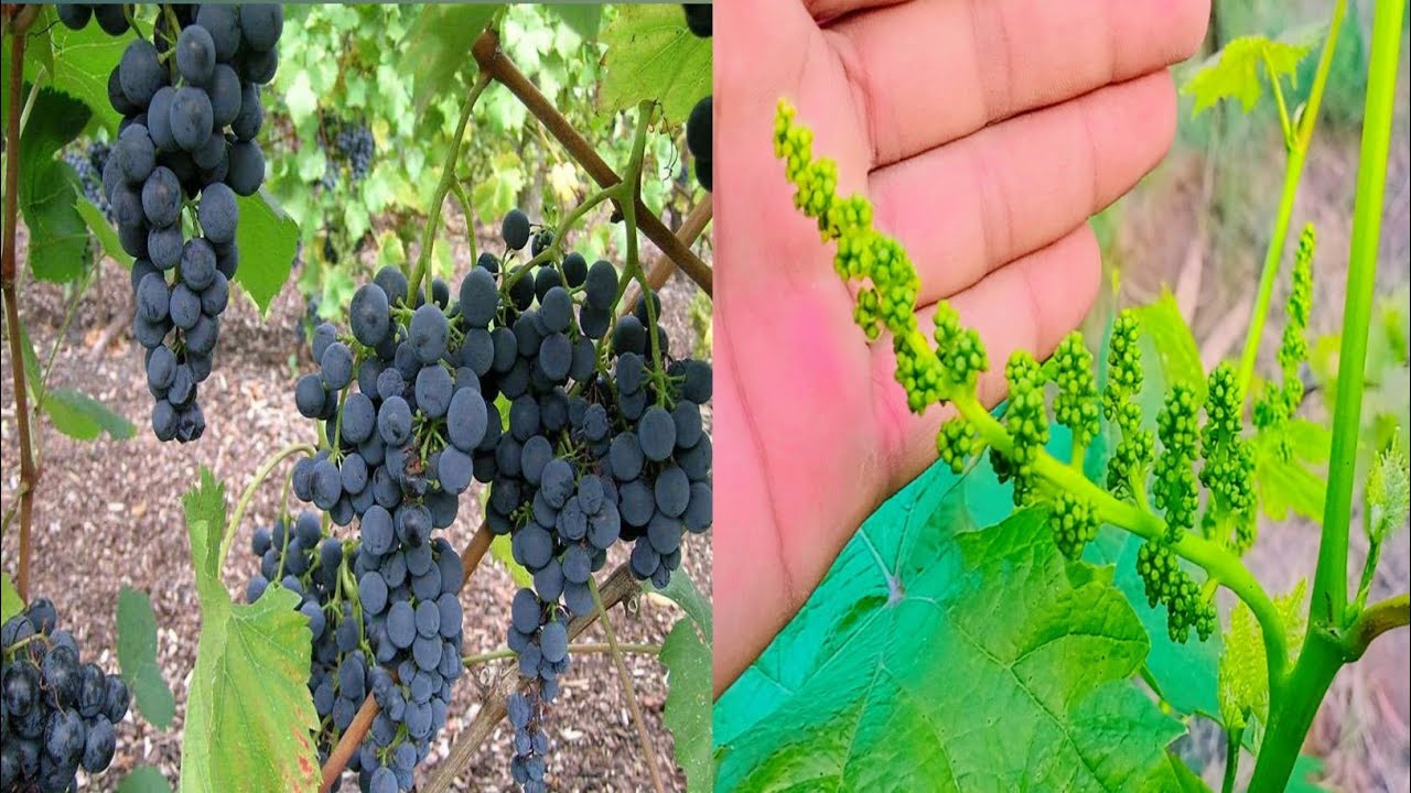 water management of grapes plant||  انگور کے پودے کو پانی دینے کا ٹھیک وقت اور طریقہ کار||Mr plant