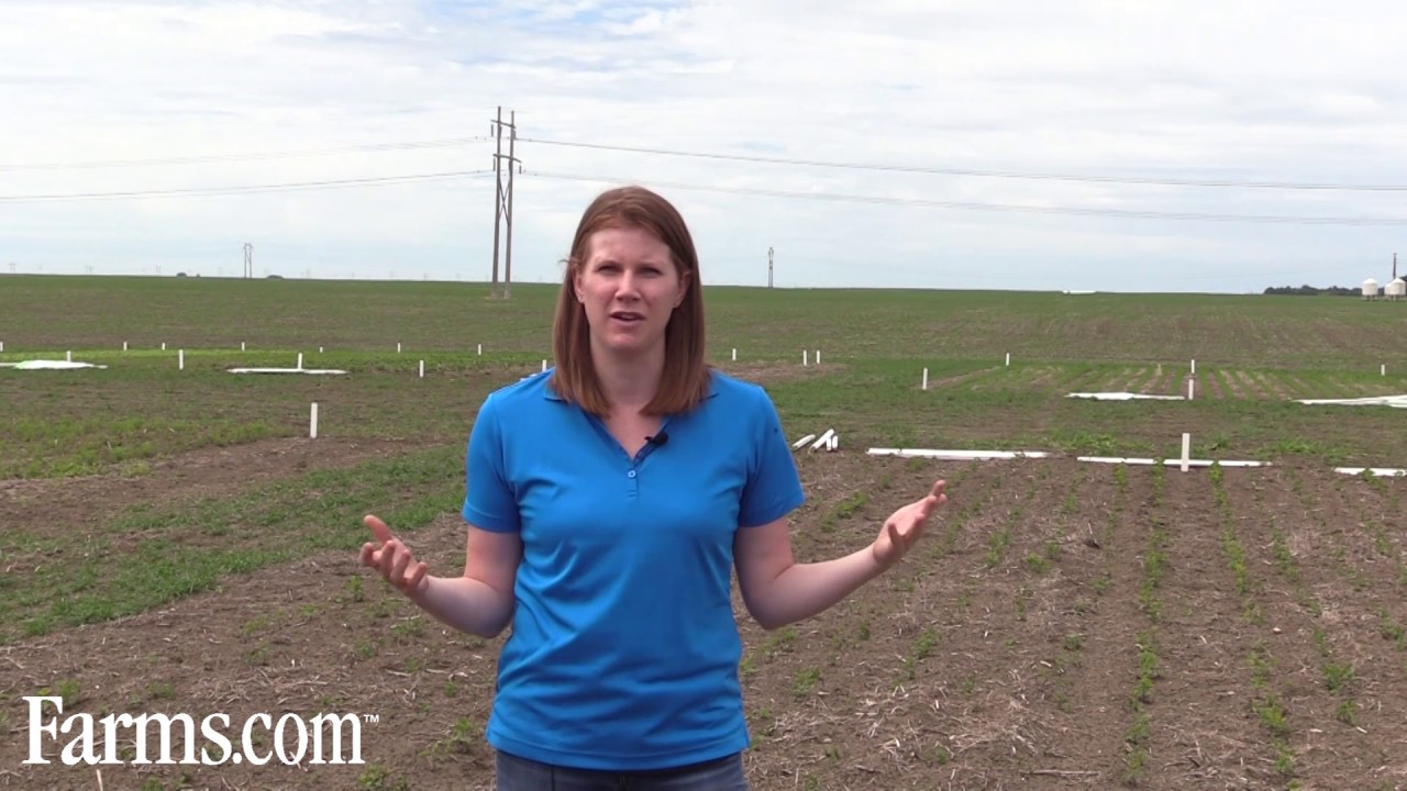 Volunteer Canola needs to be managed in Soybeans.