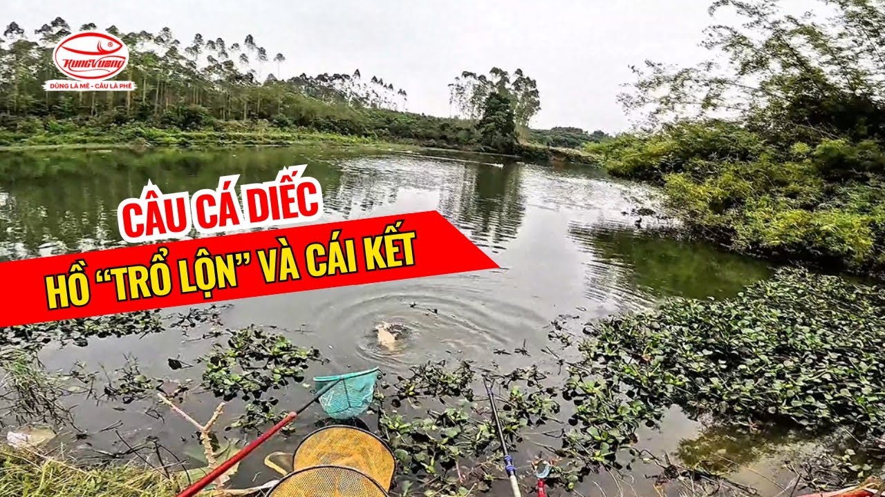 Câu Cá Diếc hồ “TRỔ LỘN” và cái kết | Mồi Câu Cá Hùng Vương