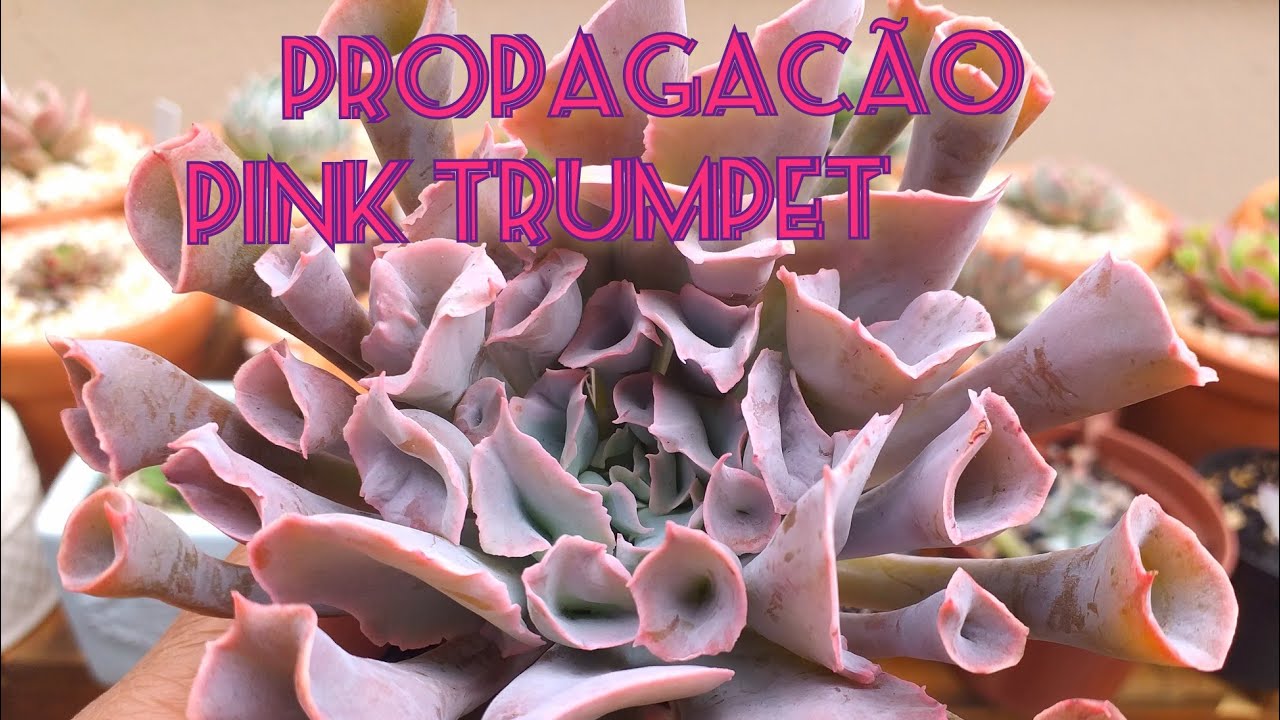 Echeveria Pink trumpet/😱propagação dicas de cultivo🥰