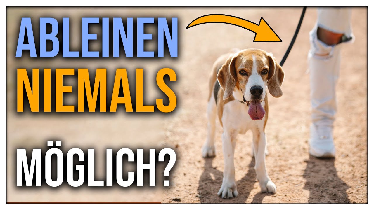 Freilauf trainieren mit dem Hund - Können manche Hunde wirklich nie von der Leine? - TGH 442