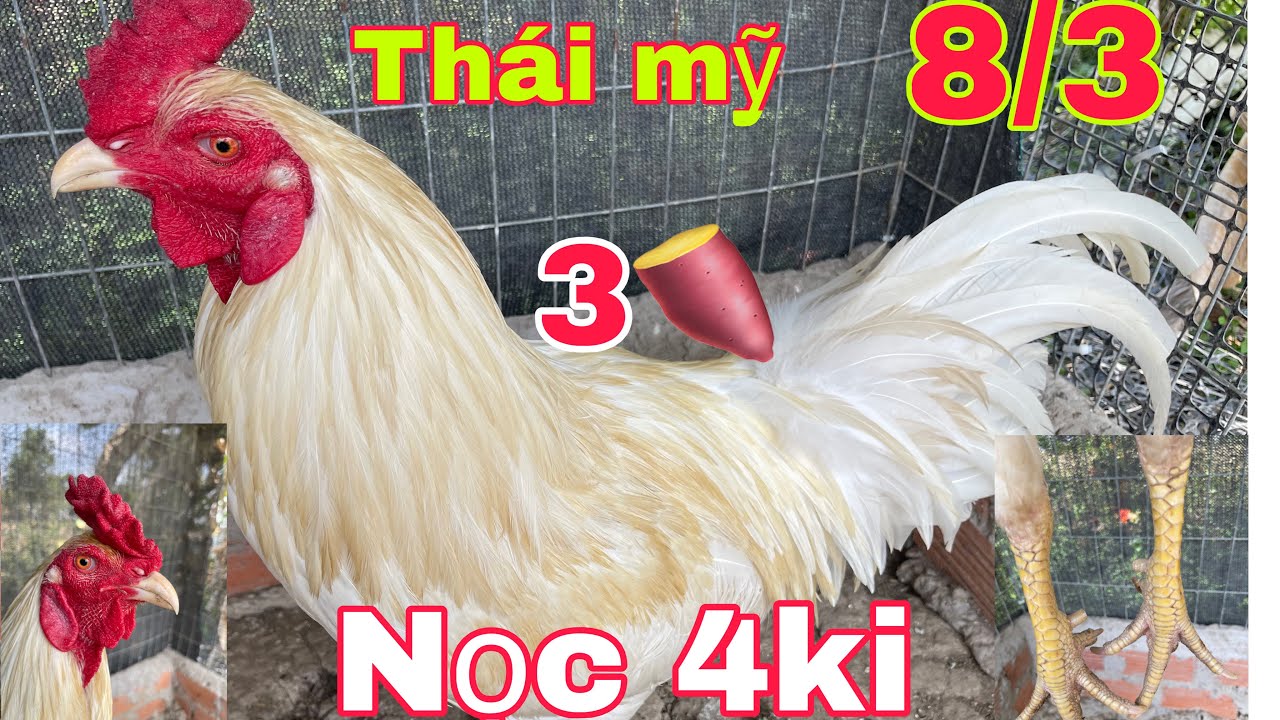 8/3 tham khảo bé nọc 4 ki 🐓🐓lh, 09,,478,,344,,62