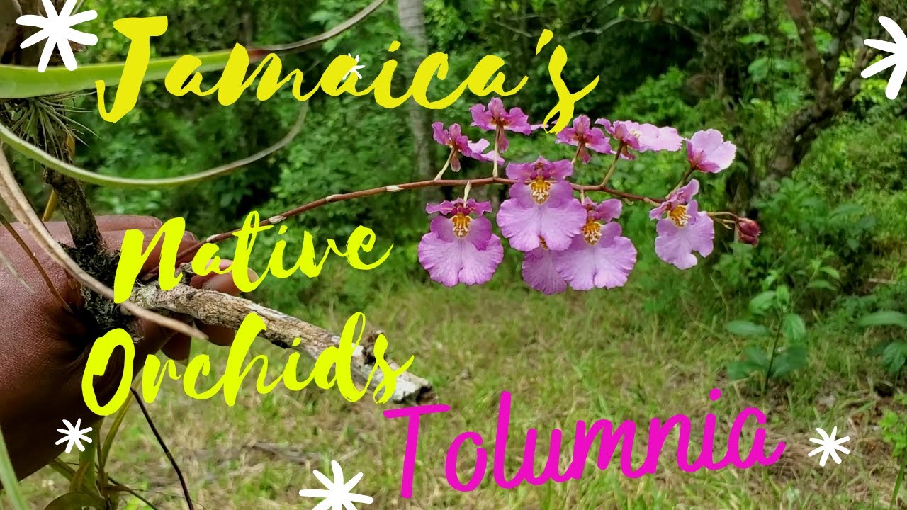 Native orchids of Jamaica : Tolumnia