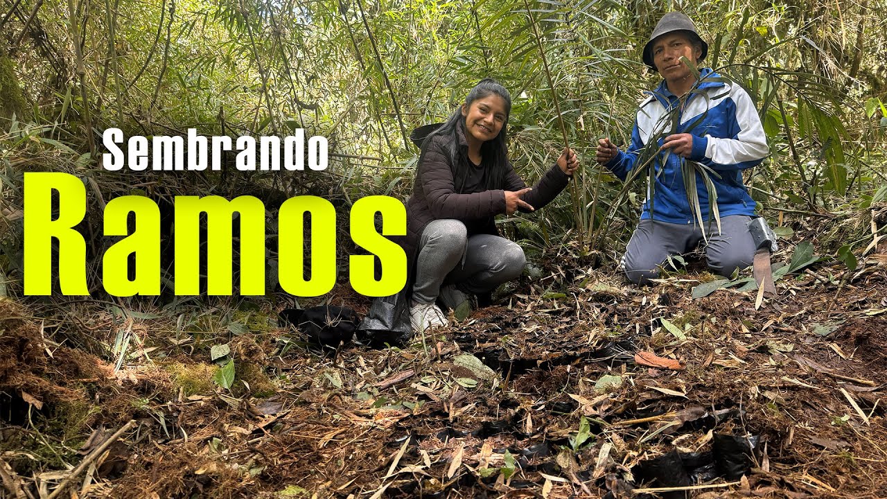 Sembramos 150 Plantas de Ramos 🌿 | Especie en Peligro de Extinción