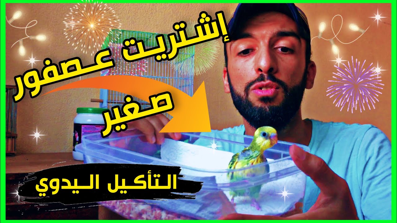 إشتريت عصفور جديد 😍 طريقة التأكيل اليدوي لفراخ البادجي 😍 ترويض طيور الحب