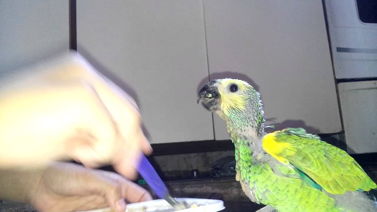 Loro bebe comiendo