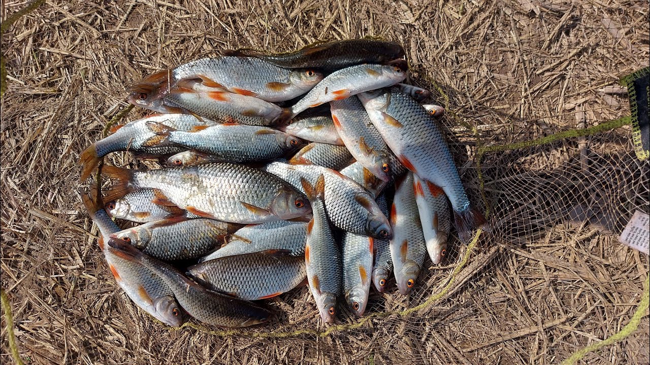 2022 metų feederio sezono atidarymas Nevėžio upėje || NEI ŽVYNO