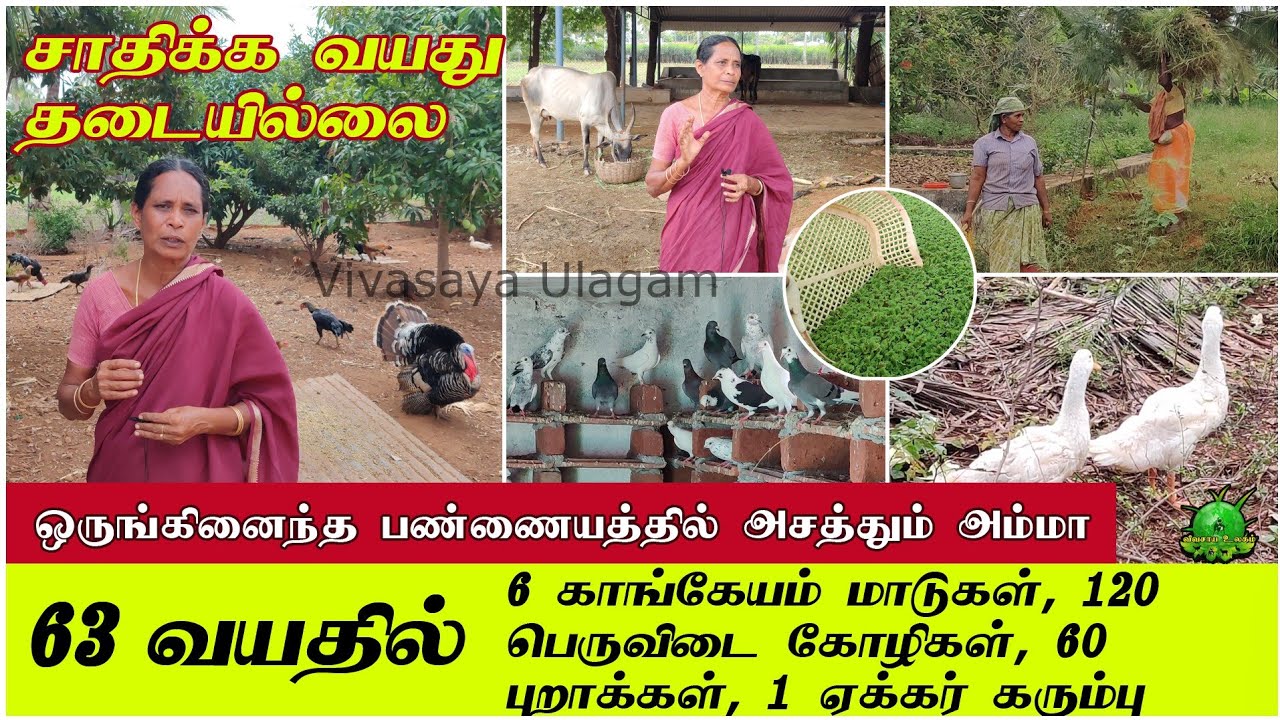 சாதிக்க வயது தடை இல்லை / 63 வயதில் 120 பெருவிடை கோழிகள்,60 புறா, 6 நாட்டு மாடுகள் அசத்தும் அம்மா ??