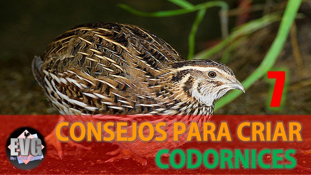 7 Consejos importantes para criar Codornices- HD