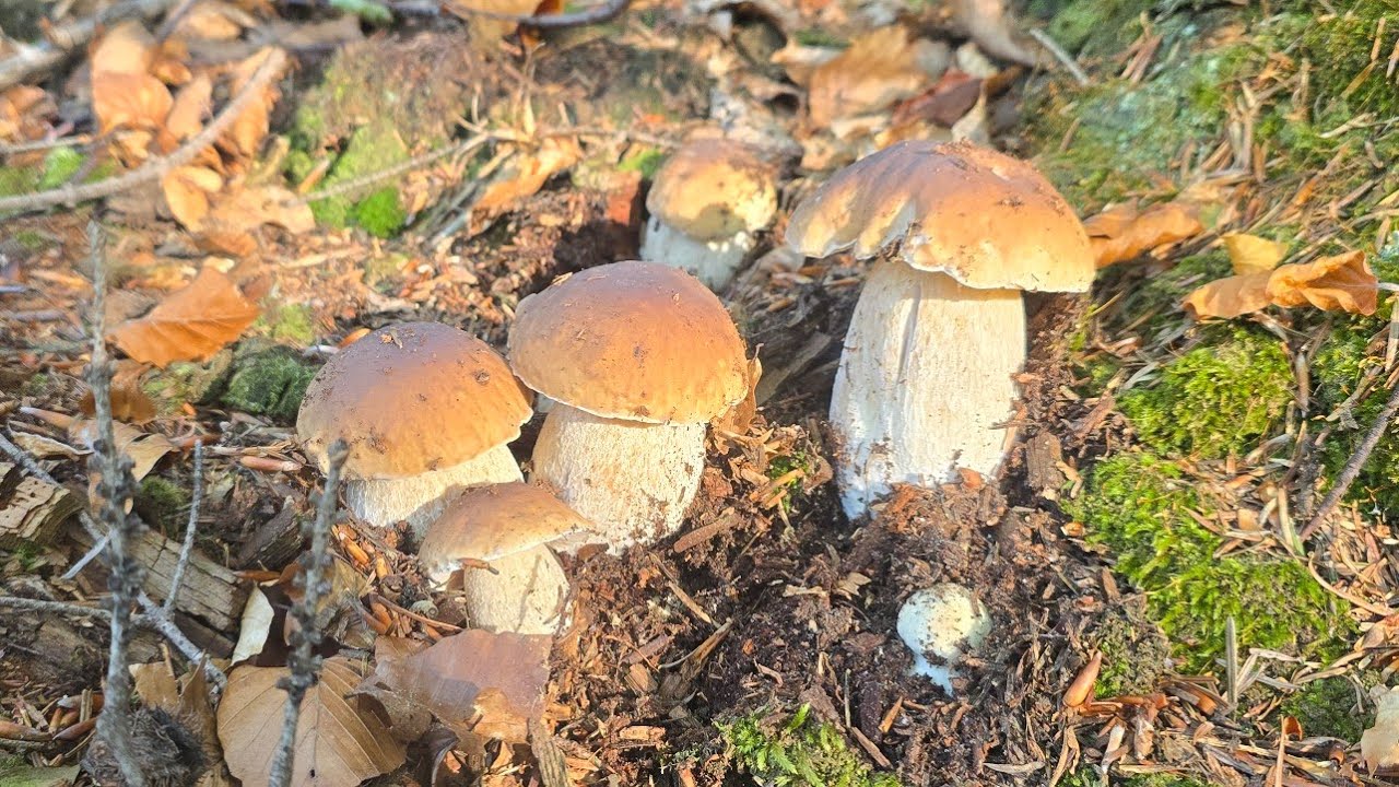 FUNGHI PORCINI 2025 | Dio! Non hai mai visto funghi così!
