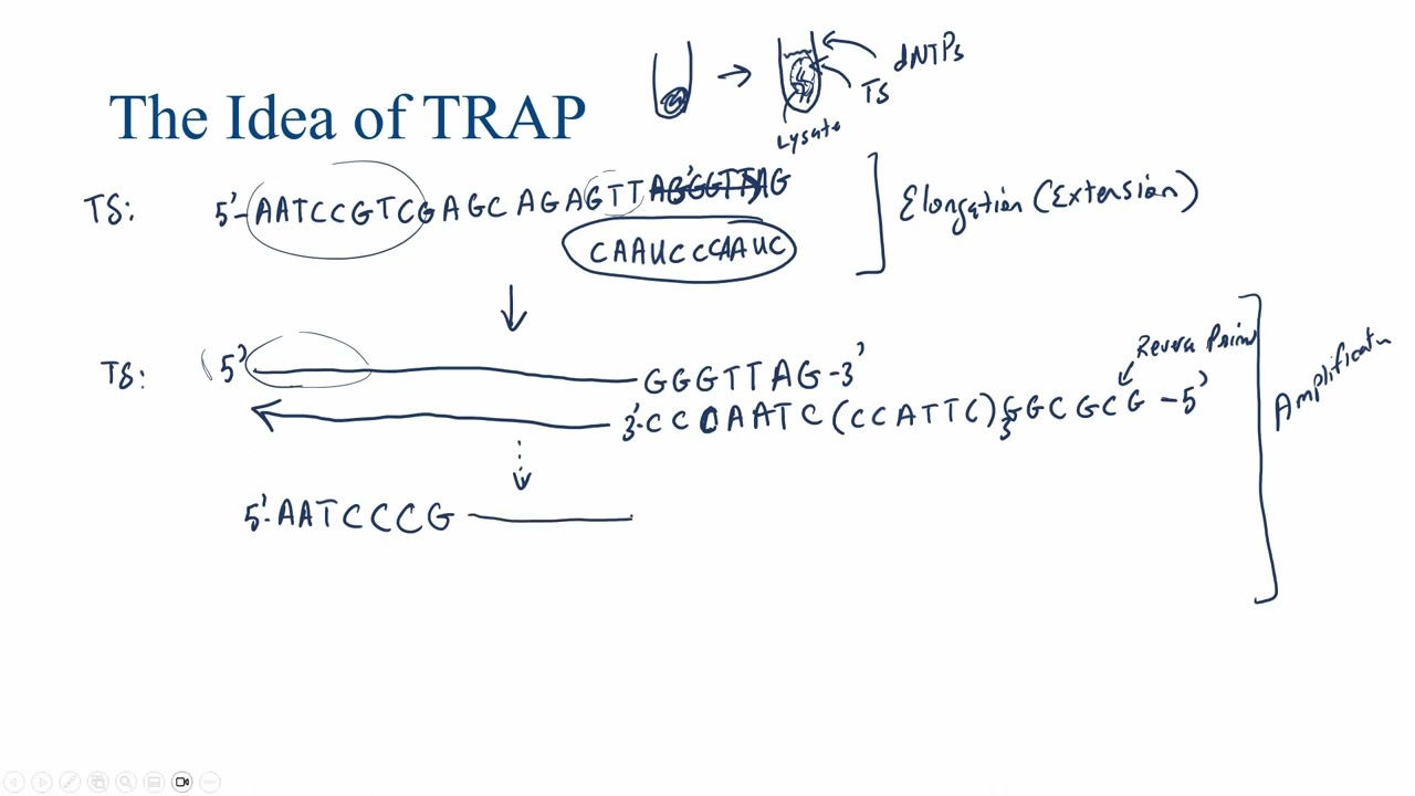 Telomerase Repeat Amplification Protocol (TRAP) Overview
